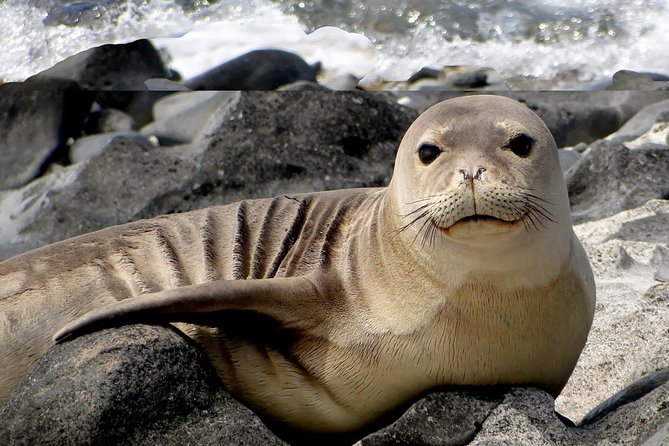 Off-Road Adventure Tour on Oahu's North Shore - Looking for monk seals, turtles, birds, and whales