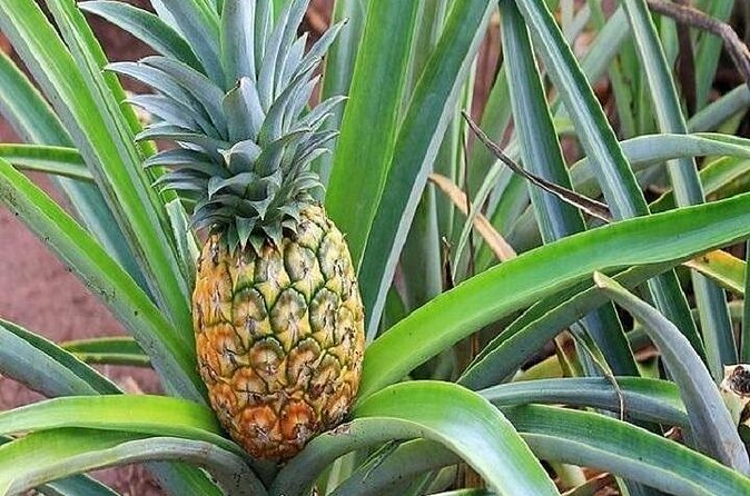 Pearl Harbor and Mini Circle Island Tour from Kauai - Dole Plantation closes the loop