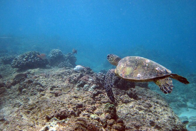 Private 5Hrs Island Tour with 2Hrs Sail and Snorkel with Turtles - A full Oahu day that finishes on the water