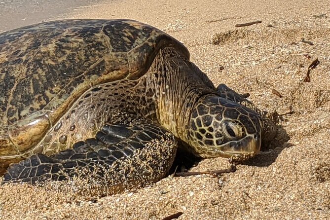 Private Oahu Circle Island Tour - Ehukai Beach Park means Pipeline, not a surf lesson
