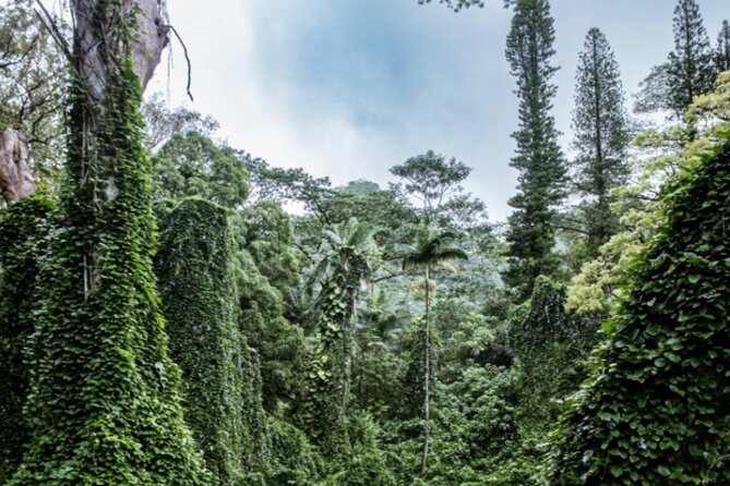 PRIVATE TOUR-Hike Diamond Head & Hawaiian Waterfall - Why pair Diamond Head with Manoa Falls?