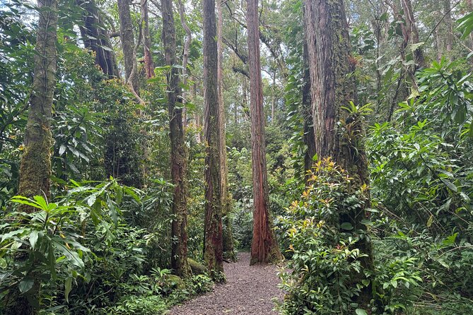 PRIVATE TOUR-Hike Diamond Head & Hawaiian Waterfall - What Austin adds to the day