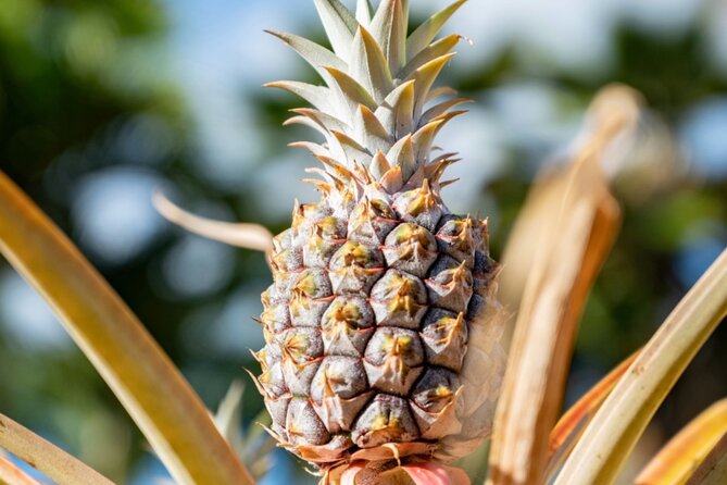 PRIVATE TOUR-Ultimate North Shore Experience - Dole Plantation ends the day with a sweet finish