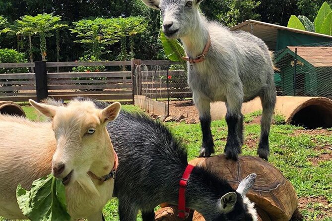 PRIVATE TOUR-Ultimate North Shore Experience - Green World Coffee Farms starts the morning