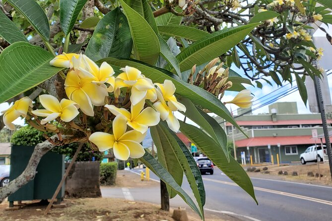 Round Trip North Shore Shuttle from Waikiki to Haleiwa Town / Haleiwa Harbor - The tradeoff: convenience against free time