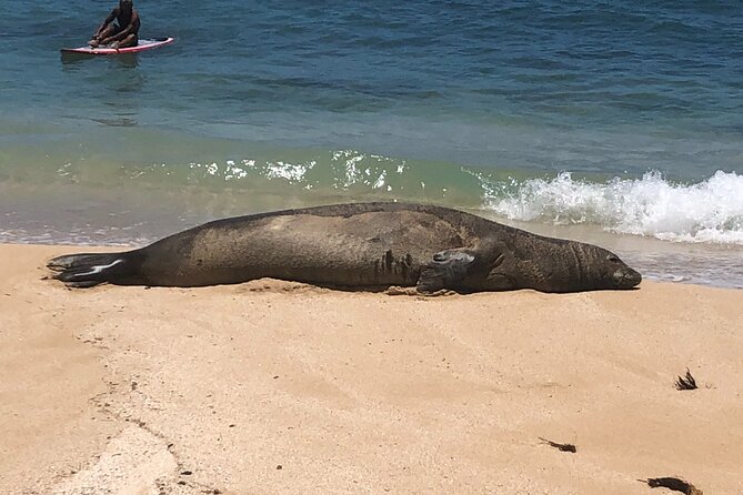 Sea / Eat & See The North Shore - Key points at a glance