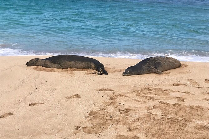 Sea / Eat & See The North Shore - Optional Waimea waterfall and other route changes