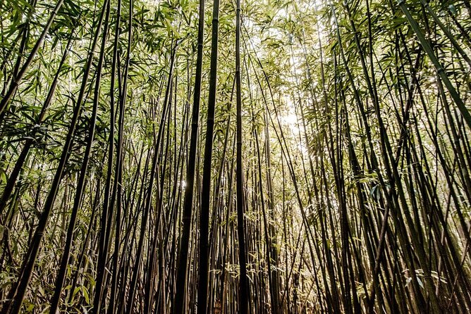 Self guided Hike Trail to Nature Walk & Waterfall - Leaving Waikiki for Manoa Valley