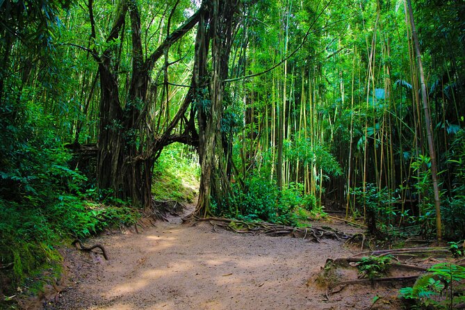 Self guided Hike Trail to Nature Walk & Waterfall - Manoa Valley’s plantation story
