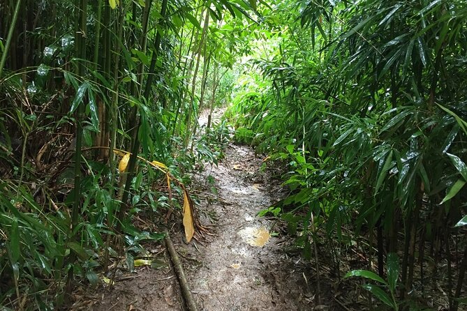Self guided Hike Trail to Nature Walk & Waterfall - Puu Ualakaa State Park and the Tantalus view