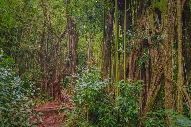 Self guided Hike Trail to Nature Walk & Waterfall - The guides are the strongest part