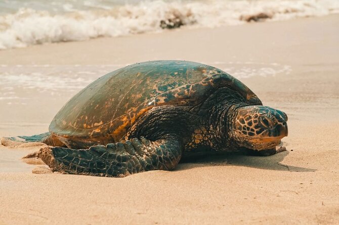 Small Group North Shore Circle Island Tour Oahu - Diamond Head and the eastern coast
