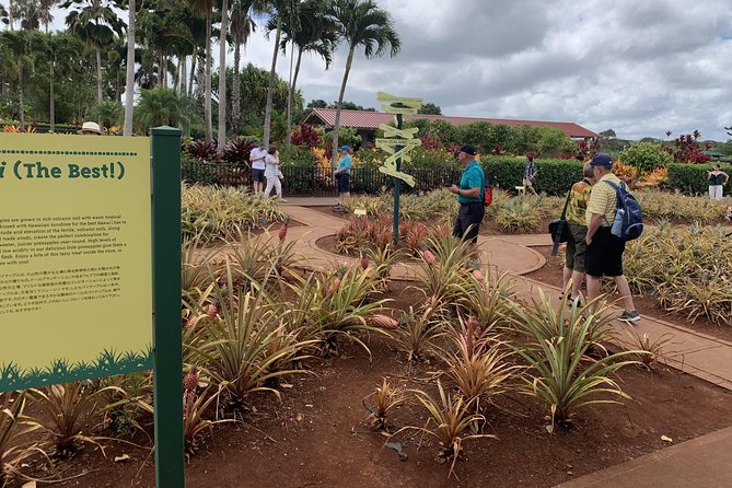 Small Group-Oahu Tour, Dole Plantation, Northshore, Sunset Beach - The Polynesian Cultural Center adds a cultural layer