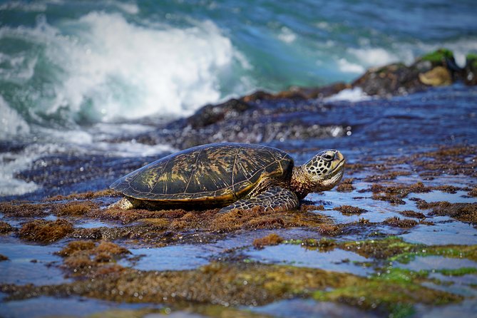Sunrise Plus Island Tour - Rain, changing plans, and realistic expectations