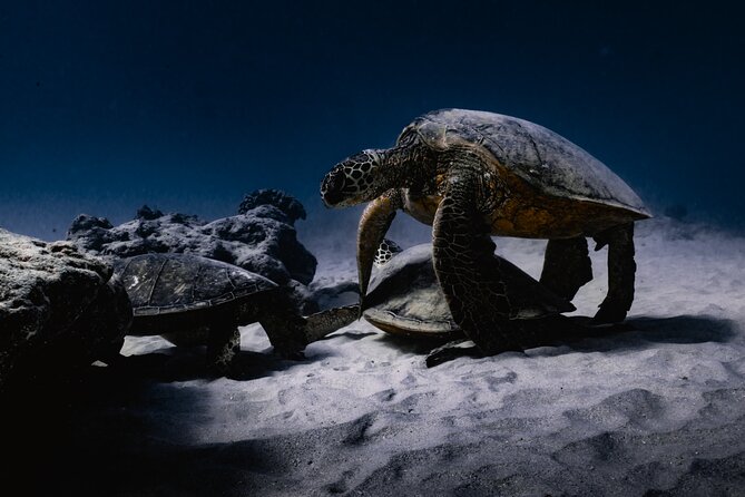 Turtle Canyon Snorkel Tour - Semi-private: 6 passenger max - Optional photos and videos