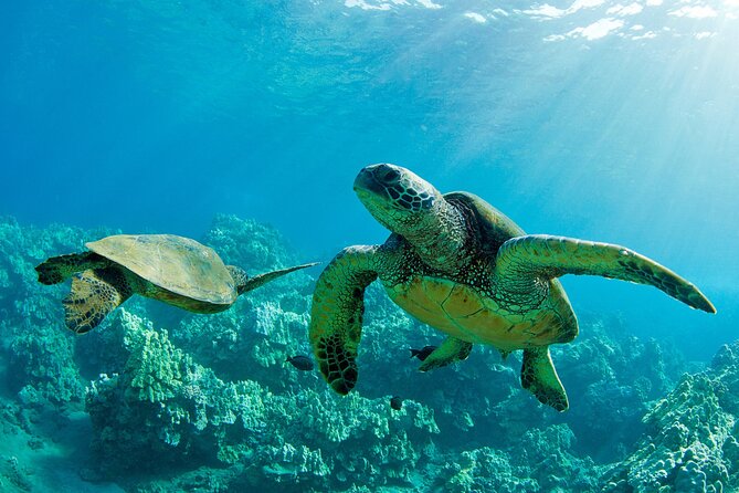 Ultimate North Shore Adventure: Full-Day Hawaiian Experience - Key points to know before booking