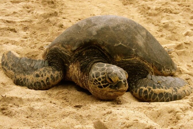 Unforgettable Day on Oahu | Small Group Circle Island Tour - Diamond Head and the southeast coast