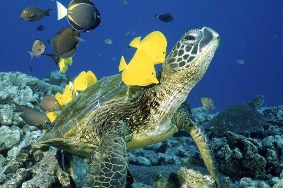 Waikiki Beach: Turtle Snorkeling and Sailing on Hāwea - Quick take: what makes this trip worth your time