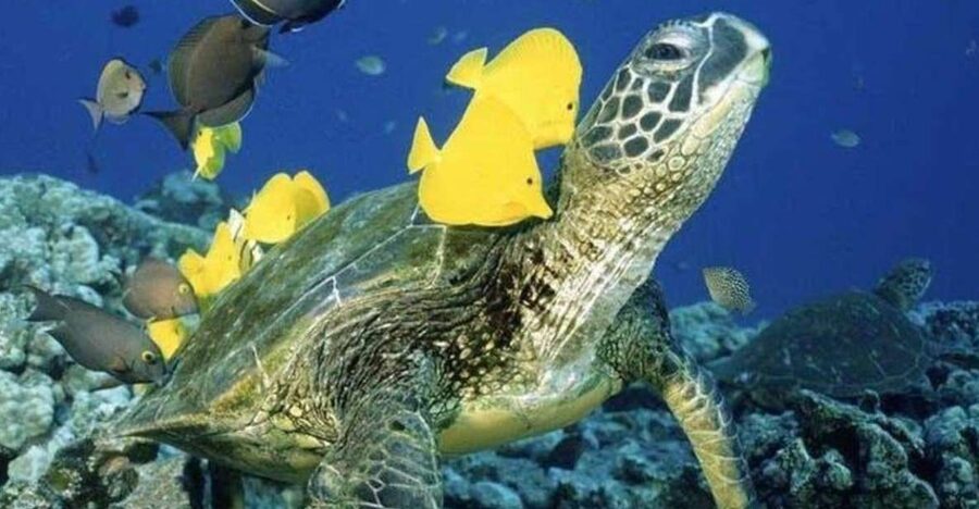 Waikiki Beach: Turtle Snorkeling and Sailing on Hāwea - Hāwea: a boat worth noticing