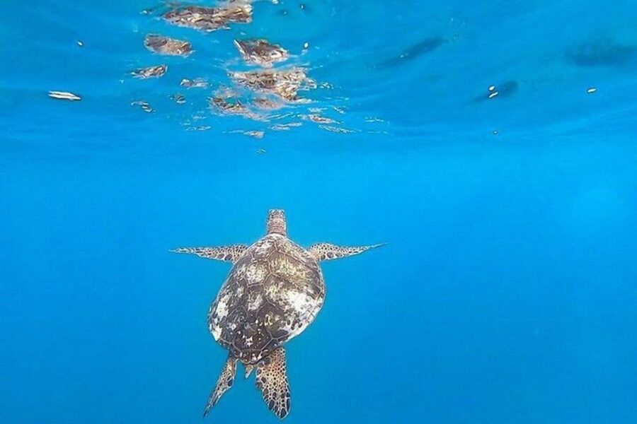 Waikiki Beach: Turtle Snorkeling and Sailing on Hāwea - What to bring and how to prepare