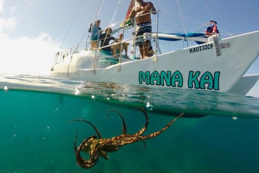 Waikiki Beach: Turtle Snorkeling and Sailing on Hāwea - Timing, conditions, and the small drawbacks