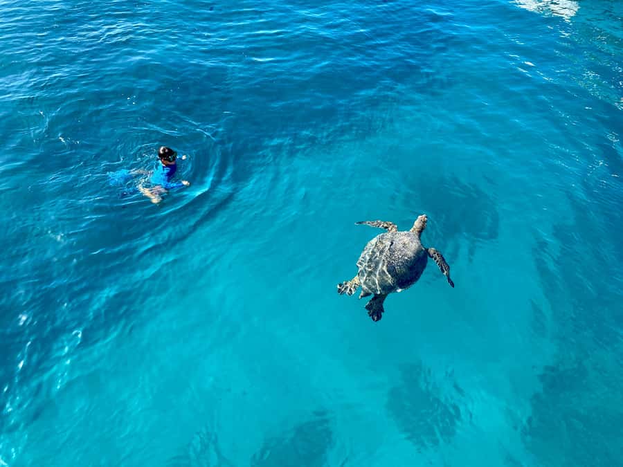 Waikiki: Sea Turtle Snorkeling, Small Group Boat Tour - A Six-Person Boat to Turtle Canyon