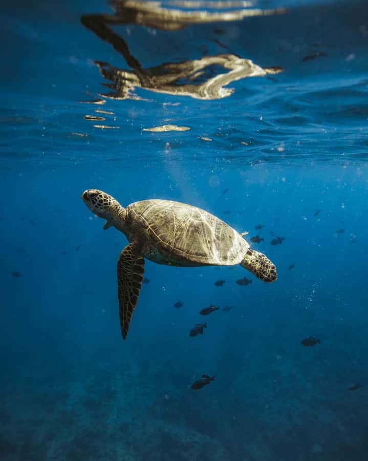 Waikiki: Sea Turtle Snorkeling, Small Group Boat Tour - Forty Five to Sixty Minutes in the Water