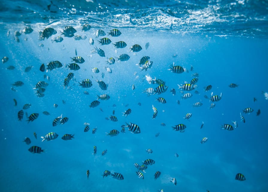 Waikiki: Sea Turtle Snorkeling, Small Group Boat Tour - Is $116 a Fair Price?