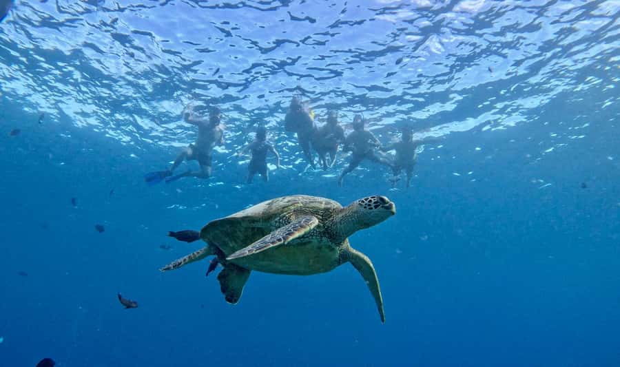 Waikiki: Sea Turtle Snorkeling, Small Group Boat Tour - My Take: Book It for the Small Group