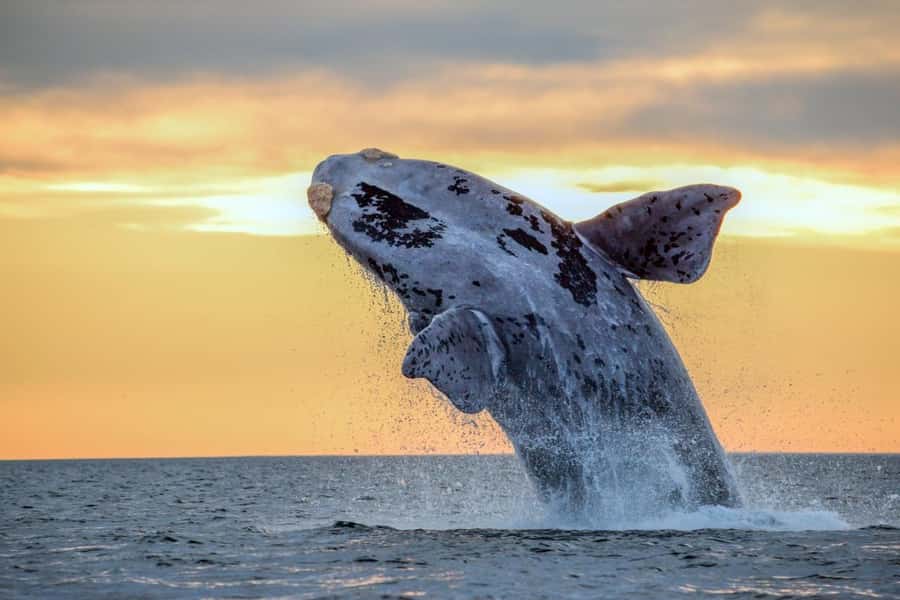 Waikiki: Sunset Whale Watching with 2 Drinks (BYOB-Friendly) - Key points to know before you book