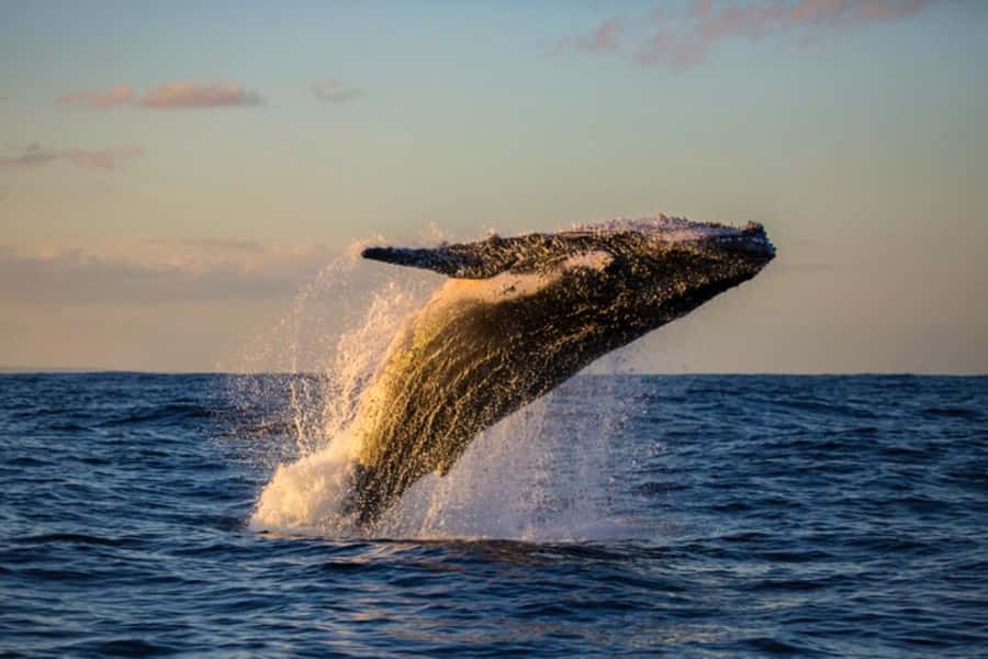 Waikiki: Sunset Whale Watching with 2 Drinks (BYOB-Friendly) - A sunset cruise built around two chances to see Hawaii