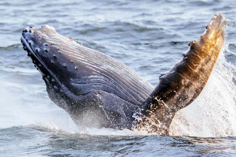 Waikiki: Sunset Whale Watching with 2 Drinks (BYOB-Friendly) - What the two-hour route feels like