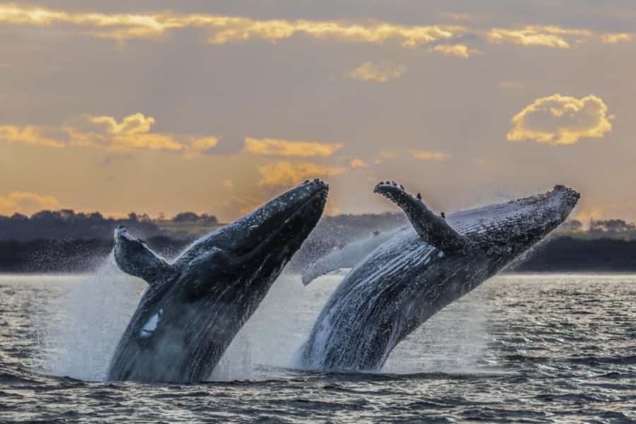 Waikiki: Sunset Whale Watching with 2 Drinks (BYOB-Friendly) - Two cocktails, BYOB, and no included meal