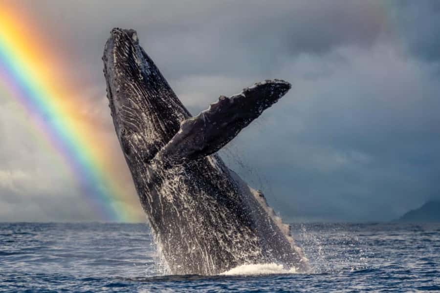 Waikiki: Sunset Whale Watching with 2 Drinks (BYOB-Friendly) - Is $52 a fair price?