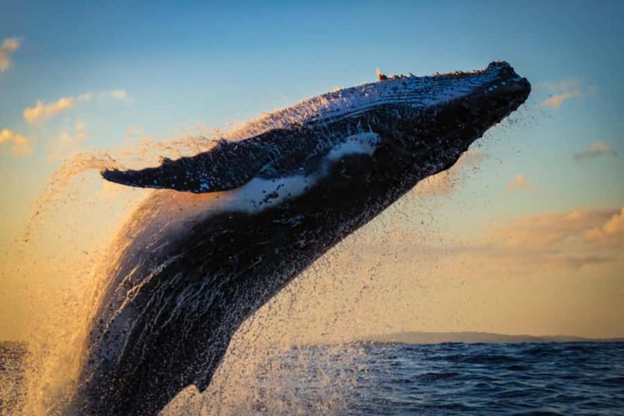 Waikiki: Sunset Whale Watching with 2 Drinks (BYOB-Friendly) - Leaving from Pier E at Ala Moana Harbor