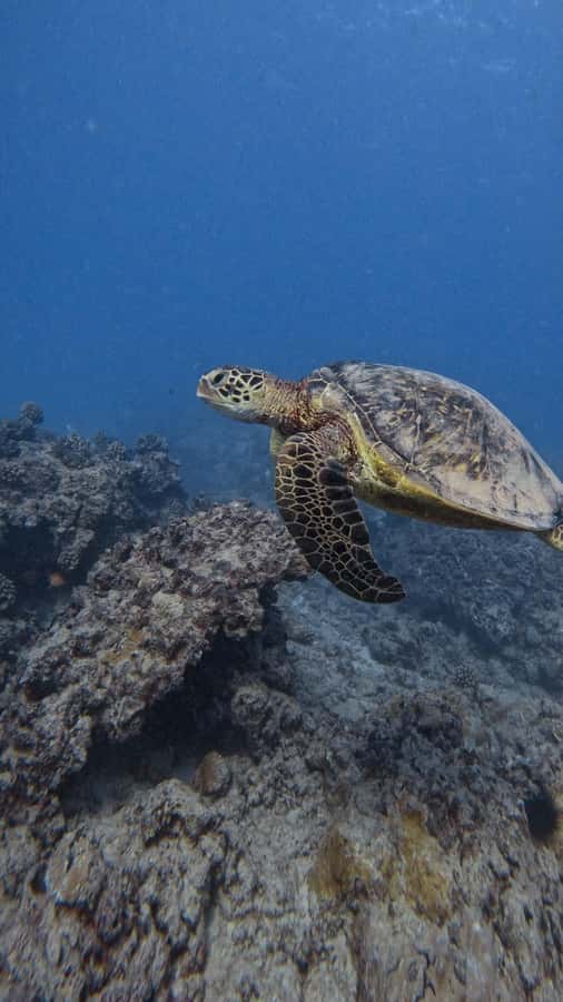 Waikiki: Turtle Canyon Snorkel Tour with Small Group - Reaching Turtle Canyon by Zodiac