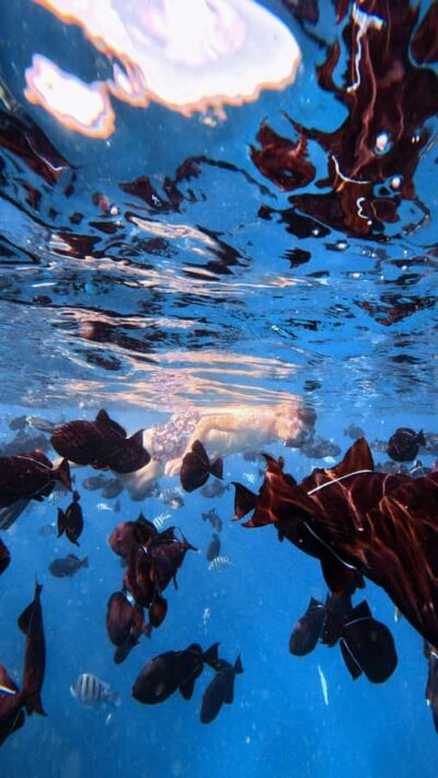 Turtle Canyon Snorkel Tour with Small Group