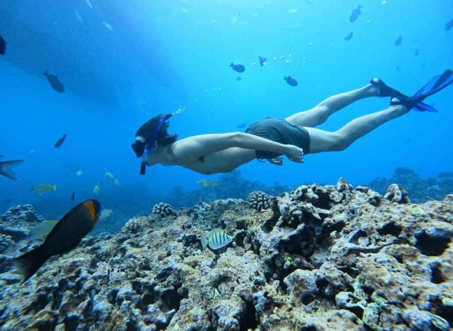 Waikiki: Turtle Canyon Snorkel Tour with Small Group - What the snorkeling portion is like