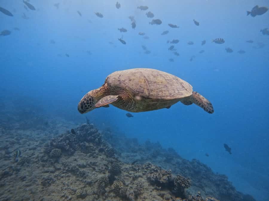Waikiki: Turtle Canyon Snorkel Tour with Small Group - Equipment, snacks, and what to bring