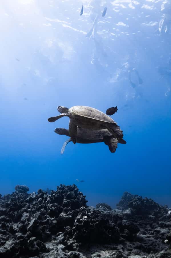 Waikiki: Turtle Canyon Snorkel Tour with Small Group - Is $109 a fair price?