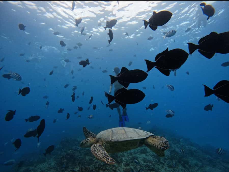 Waikiki: Turtle Canyon Snorkel Tour with Small Group - Booking flexibility and reliability concerns