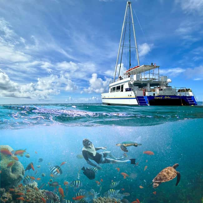 Waikiki Turtle Snorkel Adventure - What the excellent crew feedback tells you