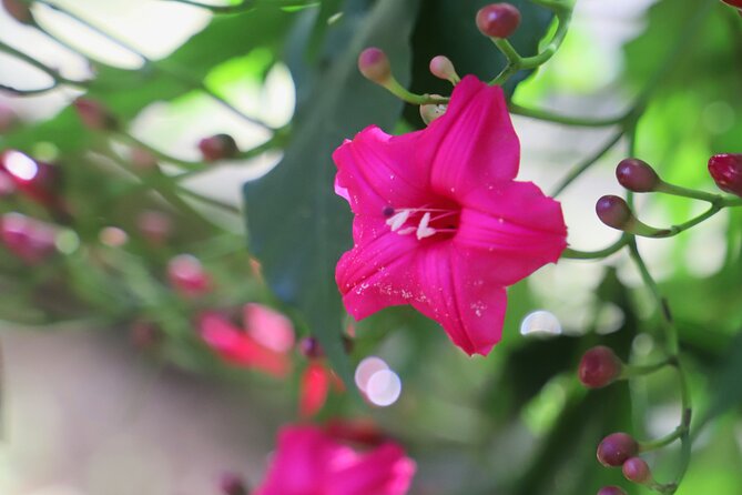 Waimea Valley Waterfall Swim & Dole Plantation Tour with Lunch - Green World Coffee Farm makes the early start easier