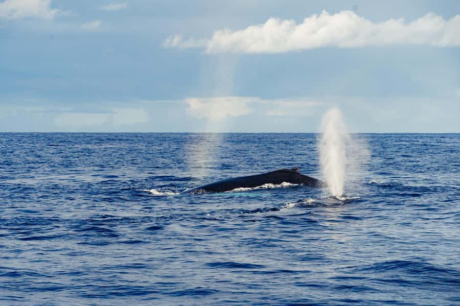 Whale Watching Cruise in Waikiki Oahu - SEE THE HUMPBACKS! - Key points at a glance