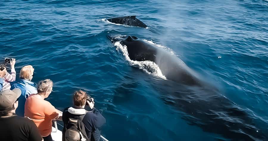 Whale Watching Cruise in Waikiki Oahu - SEE THE HUMPBACKS! - Chasing humpbacks off Waikiki