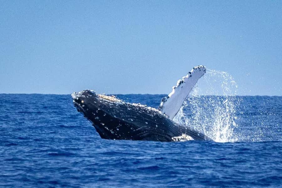 Whale Watching Cruise in Waikiki Oahu - SEE THE HUMPBACKS! - Two and a half hours on the water