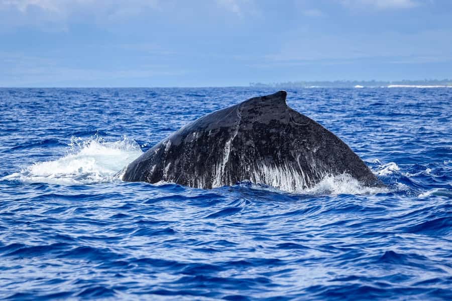 Whale Watching Cruise in Waikiki Oahu - SEE THE HUMPBACKS! - What the crew adds