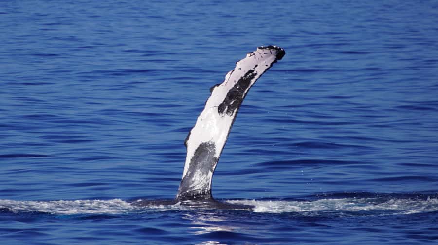 Whale Watching Cruise in Waikiki Oahu - SEE THE HUMPBACKS! - Waikiki views even on a quiet whale day
