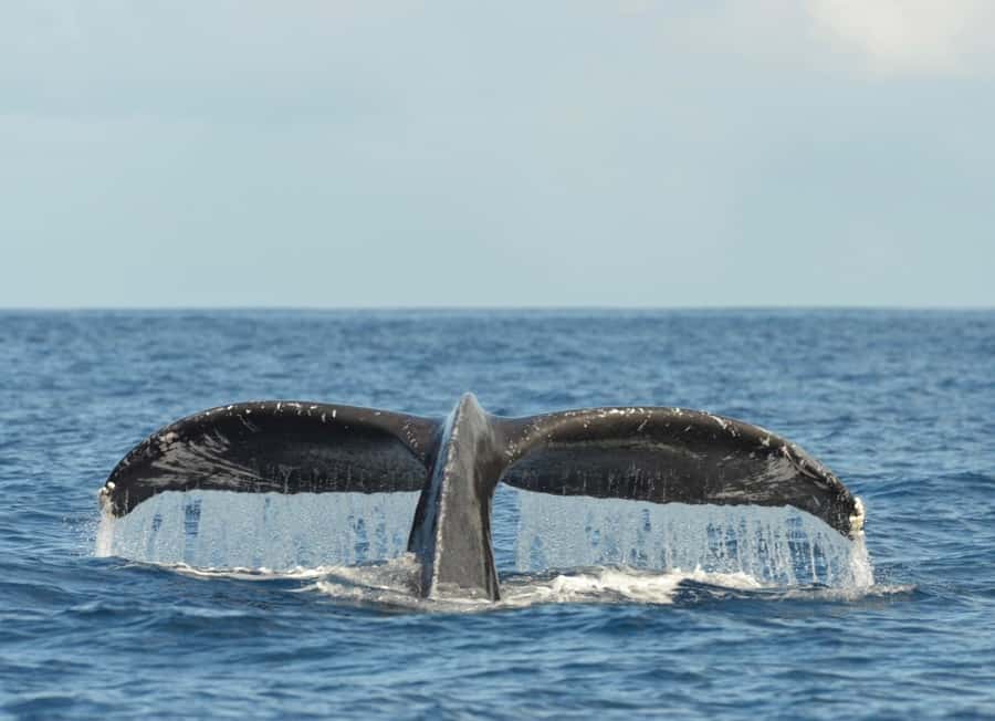 Whale Watching Cruise in Waikiki Oahu - SEE THE HUMPBACKS! - Practical booking advice