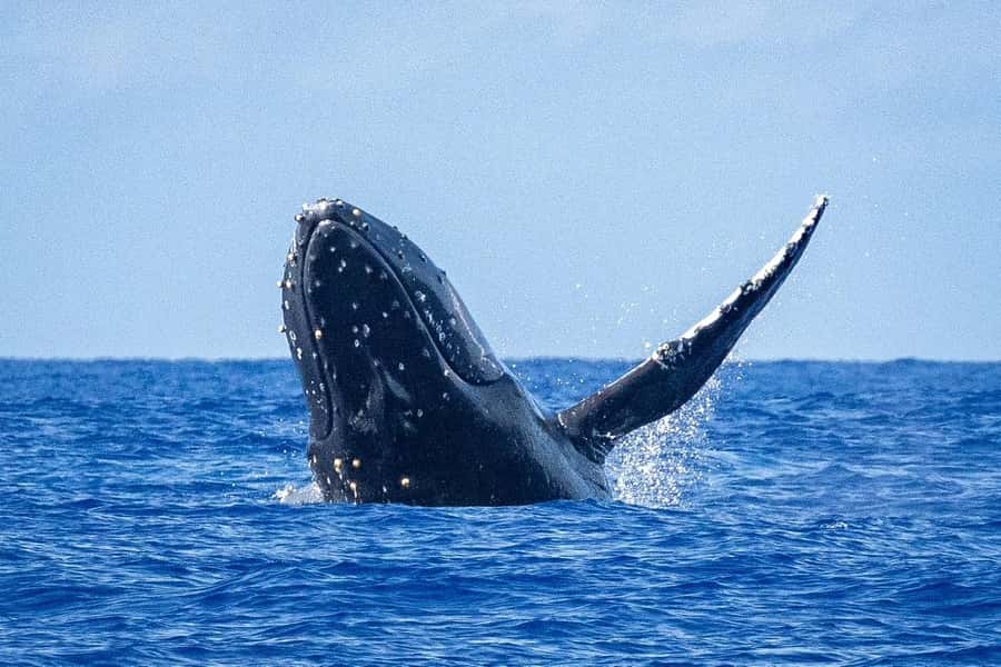Whale Watching Cruise in Waikiki Oahu - SEE THE HUMPBACKS! - Meeting the Island Princess at Kewalo Basin